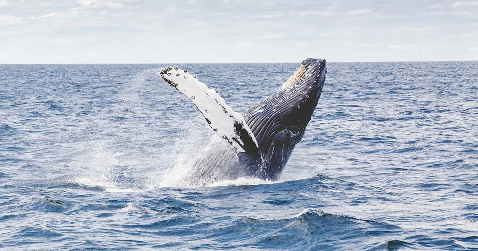 Whale Watching in Plymouth, MA | Captain John Boats